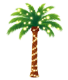 Christmas Lights on Palm Tree